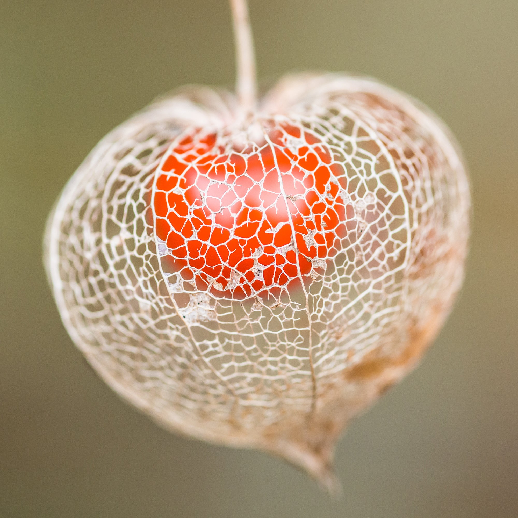Bakker Plantes vivaces Physalis franchetii plante vivace pot 9cm lampions orange