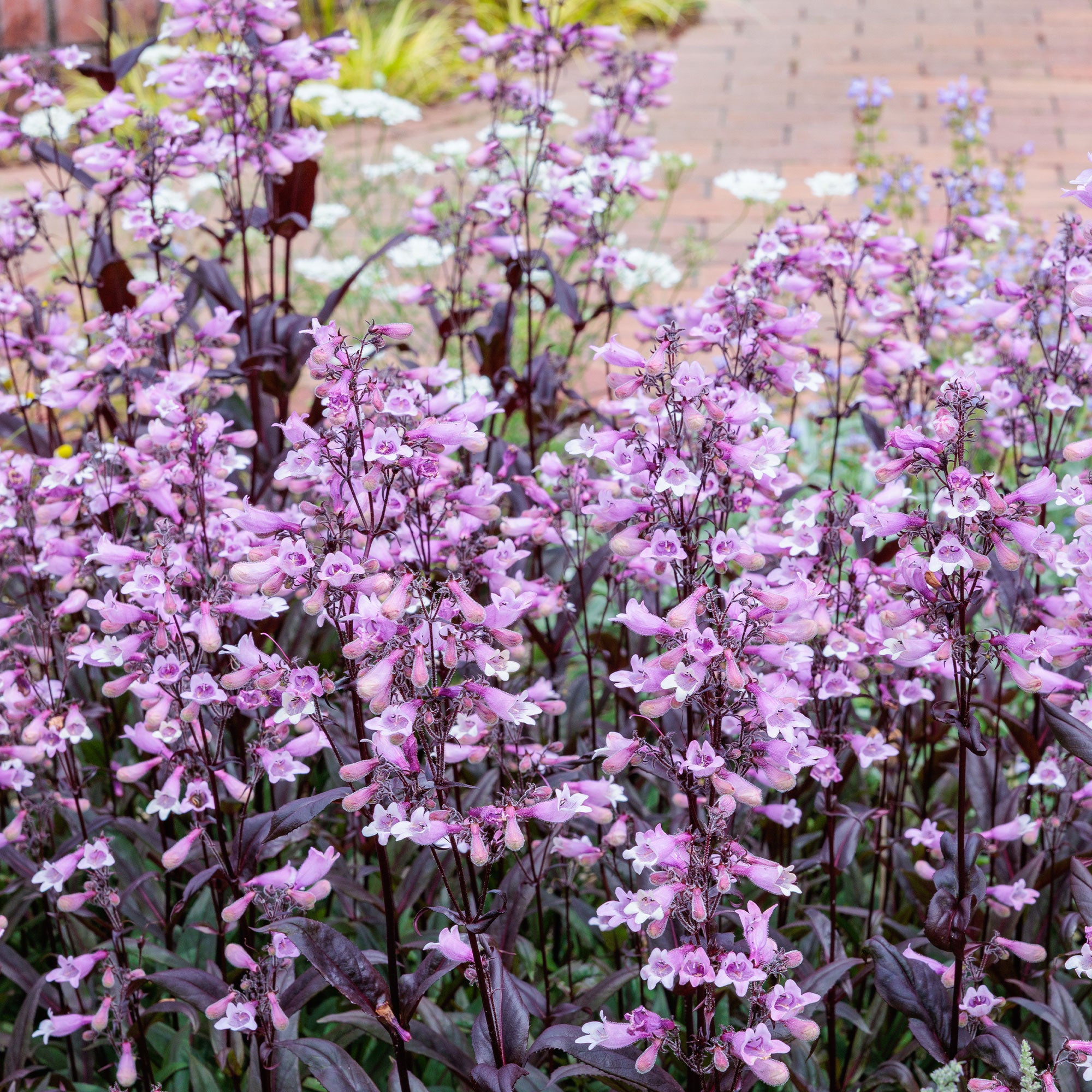 Bakker Galane Dark Towers penstemon vivace pot Ø 9 cm