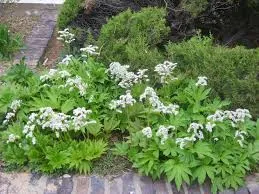 Passion Vivaces MUKDENIA rosii Karasuba plante vivace godet bronze