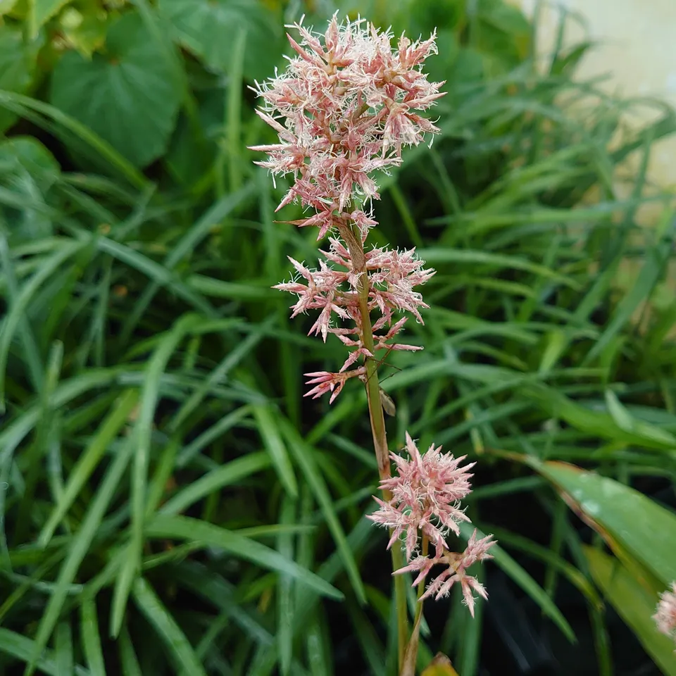 Passion Vivaces Carex scaposa plante vivace touffe fleur rose