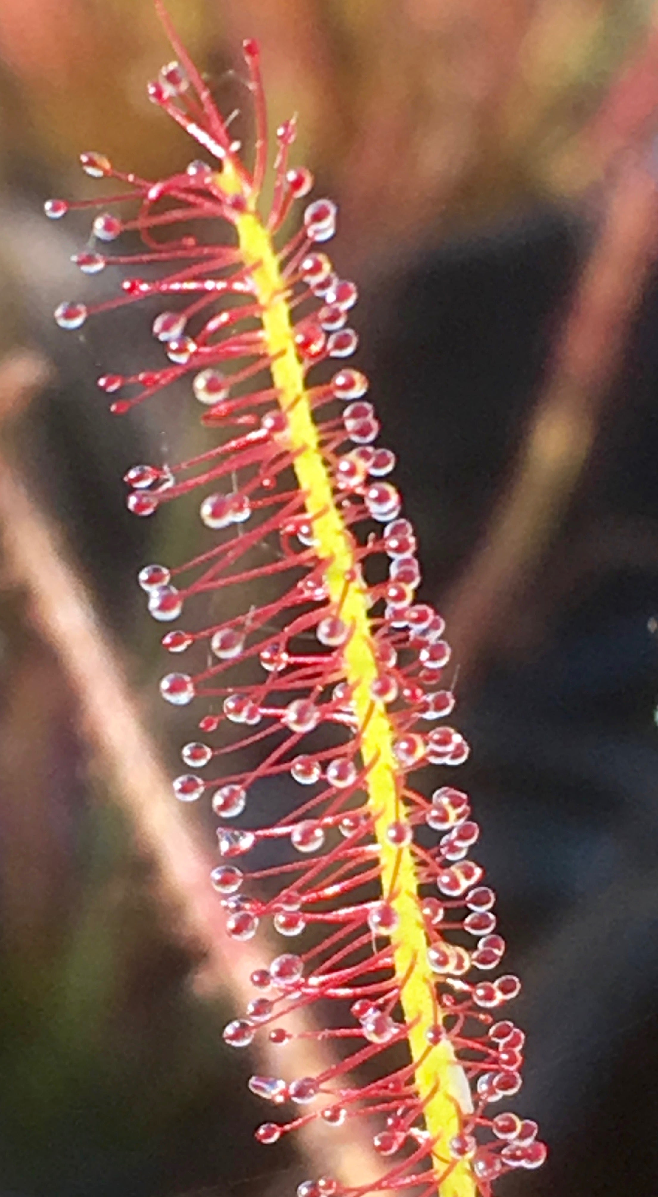 Carniflore Drosera hybrida plante carnivore pot 9 cm