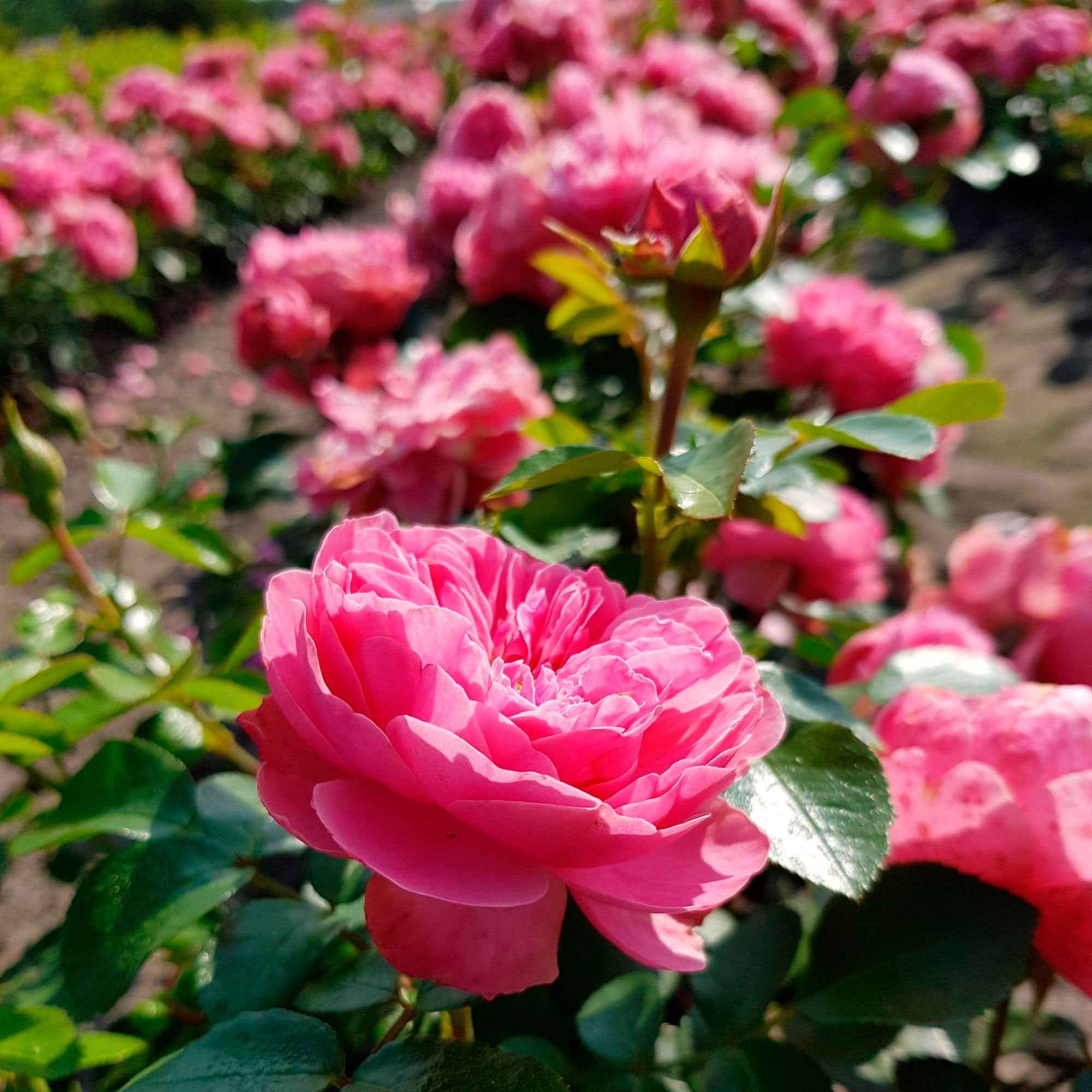 Bakker Rosiers Leonard de Vinci rosier motte rose