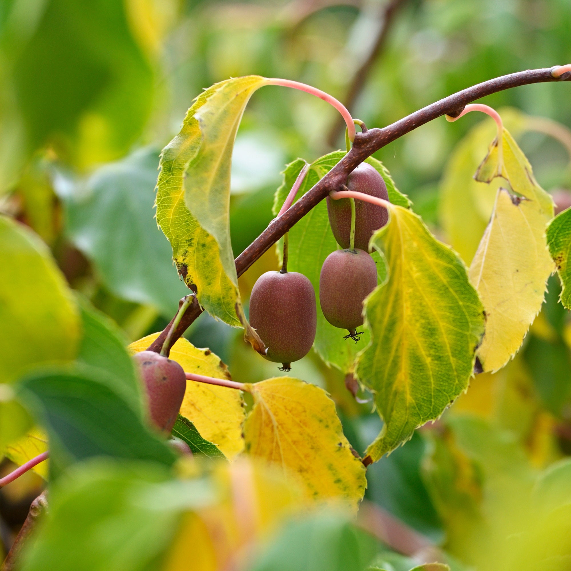 Bakker Fruitiers Kiwis rouges Weiki couple 2 pots Ø 9cm
