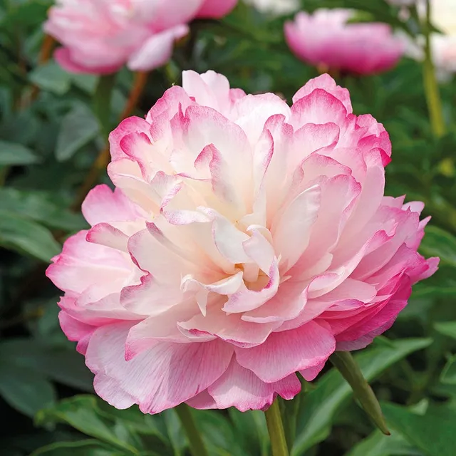 Bakker Pivoine Lactiflora Joker racine nue rose 2-3 yeux