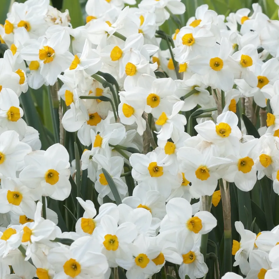 Bakker Narcisse Geranium blanc parfumé sachet 5