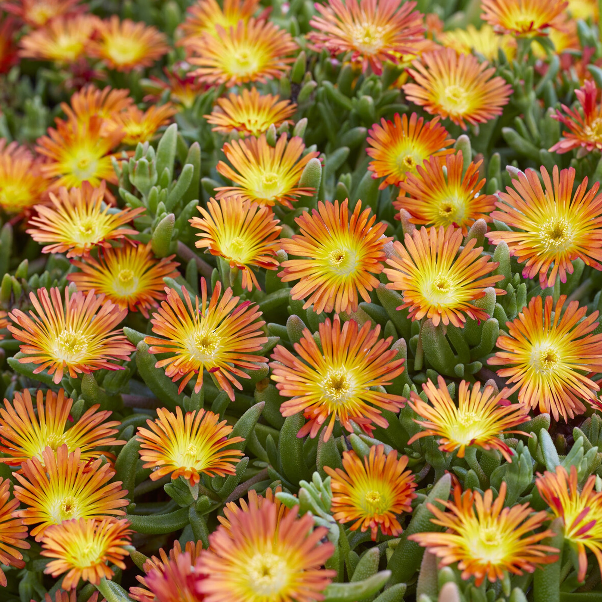 Bakker Vivaces Delosperma Wheels of Wonder Orange pourpier pot 9cm