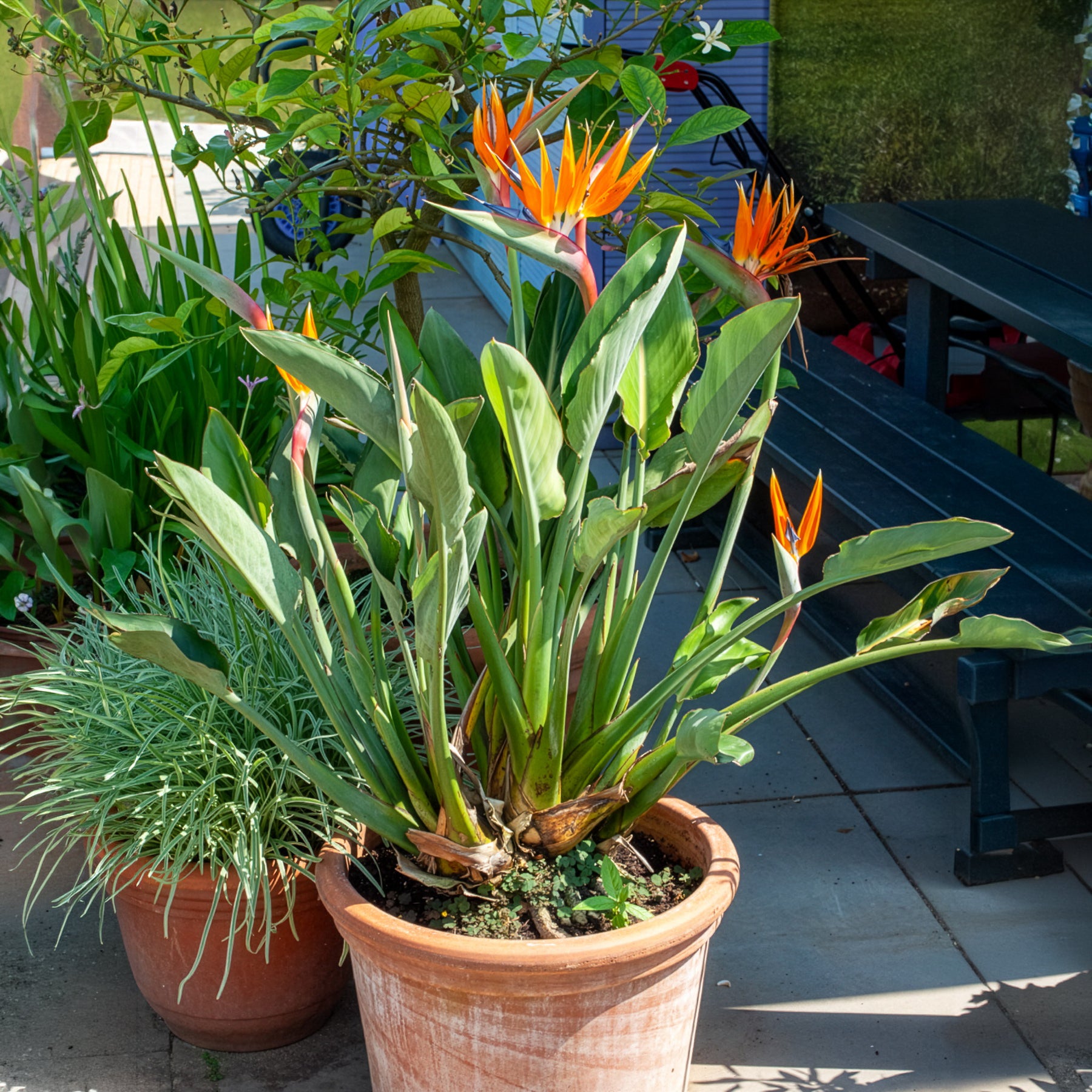 Bakker Oiseau du paradis Strelitzia plante intérieur pot 1L orange