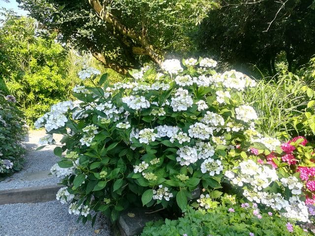 Les Hortensias du Haut Bois Libelle hortensia fleurs plates godet