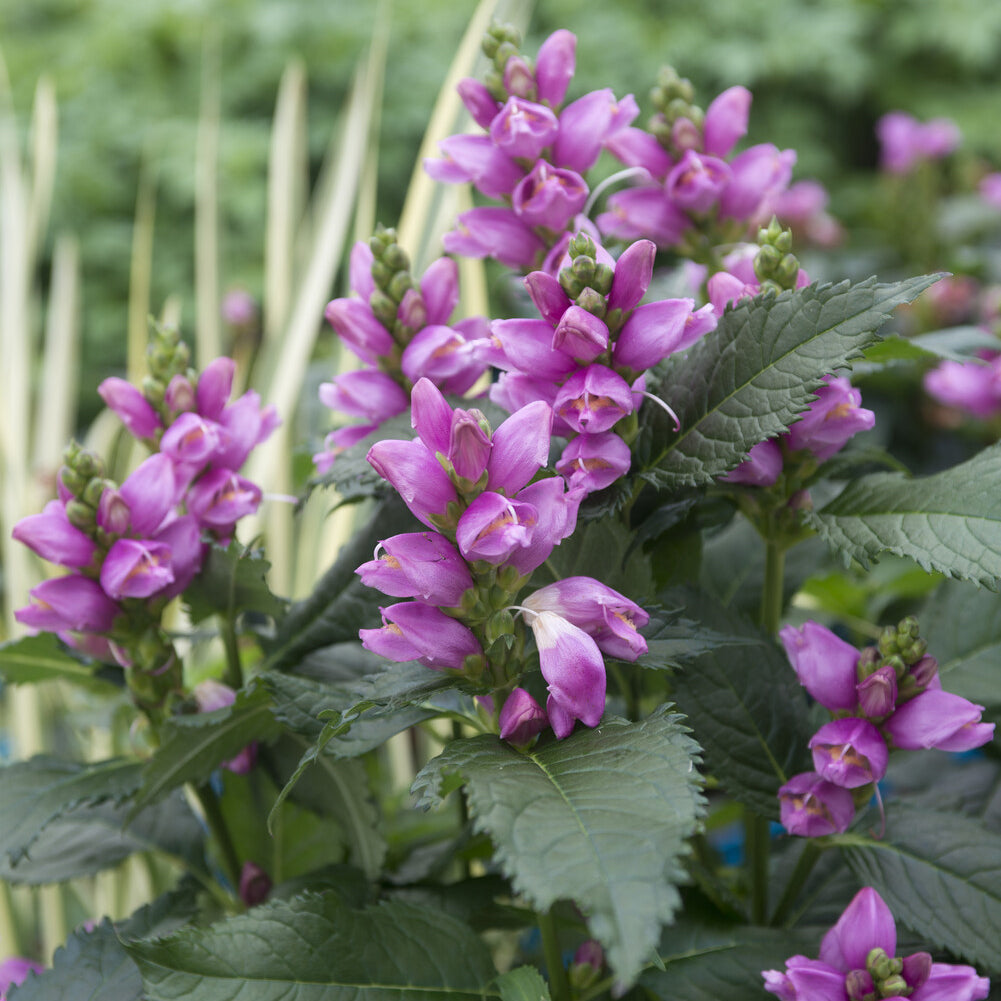 Bakker Plantes vivaces Galane oblique Alba pot 9cm sol humide