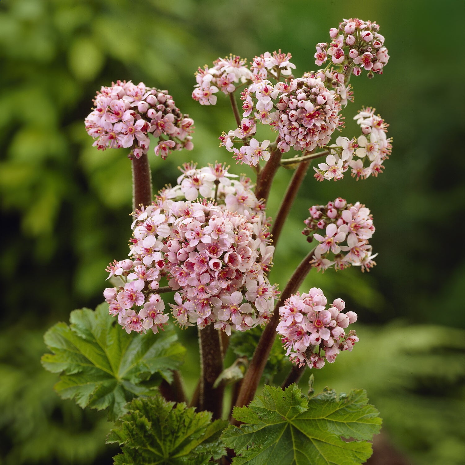 Bakker Vivaces Saxifrage pelté vivace pot 9cm