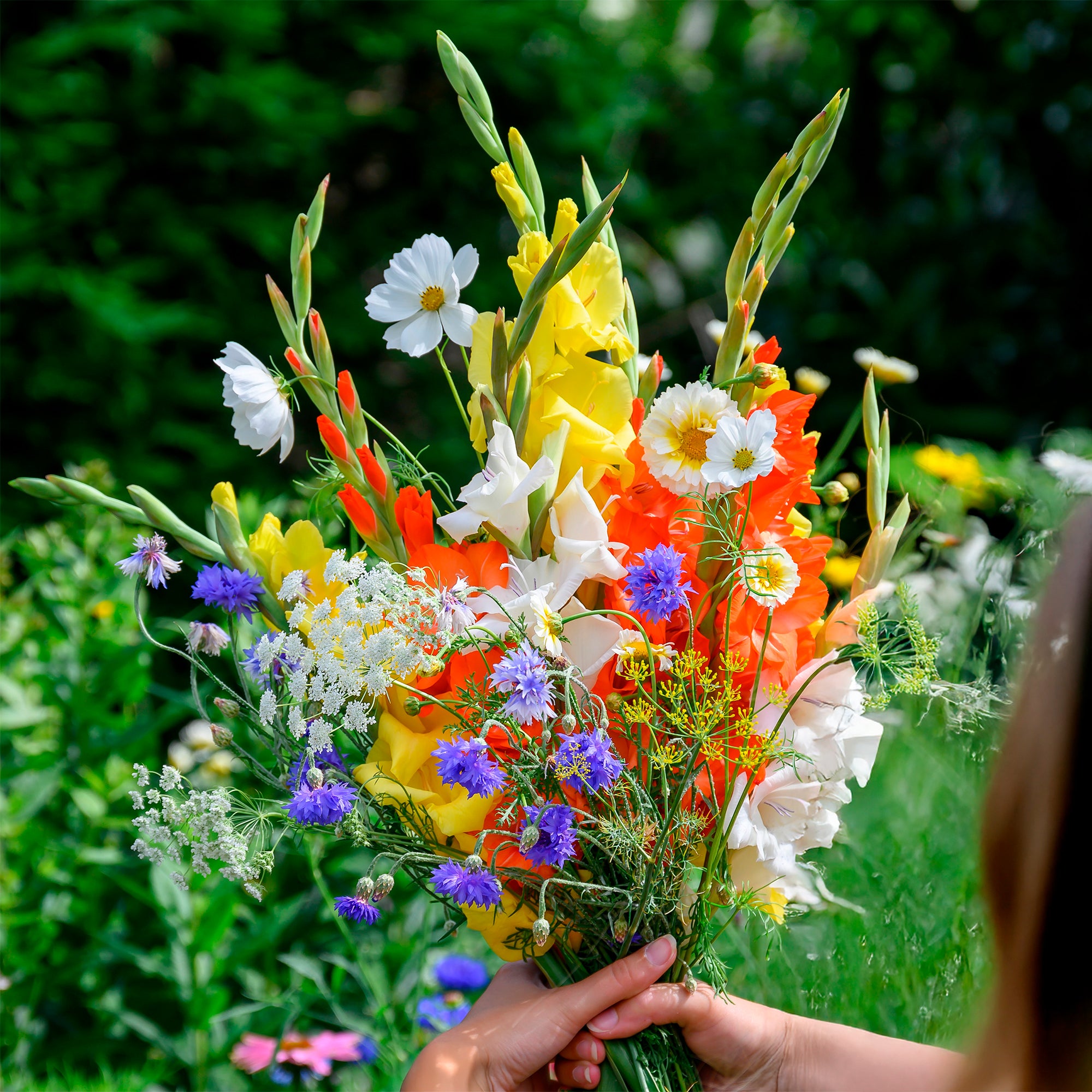 Bakker Potager Glaïeul mélange graines fleurs sachet 10 bulbes été