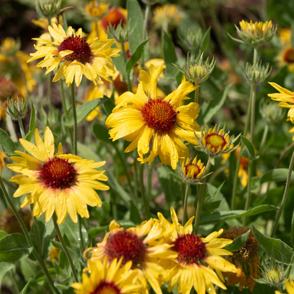 Bakker Plantes vivaces Gaillarde Amber Wheels plante godet 8cm