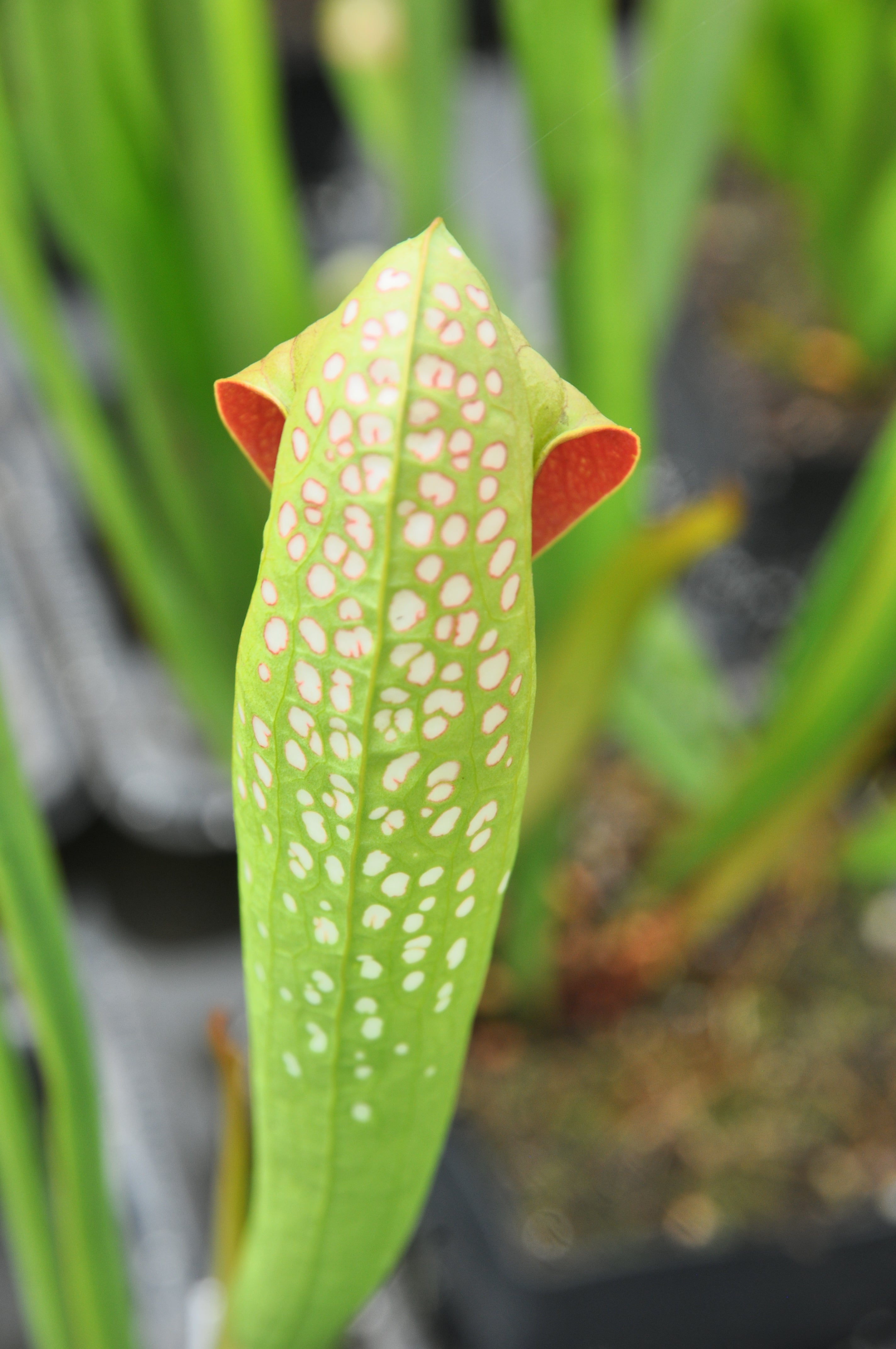 Carniflore Sarracenia minor okefenokeensis plante carnivore 1 point