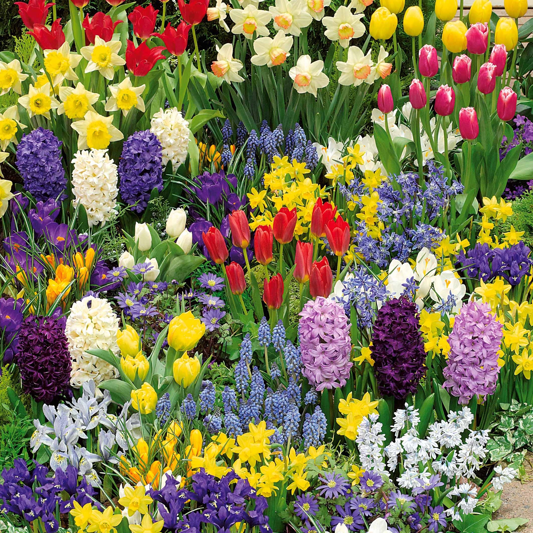 Bakker Collection 200 bulbes floraison printanière