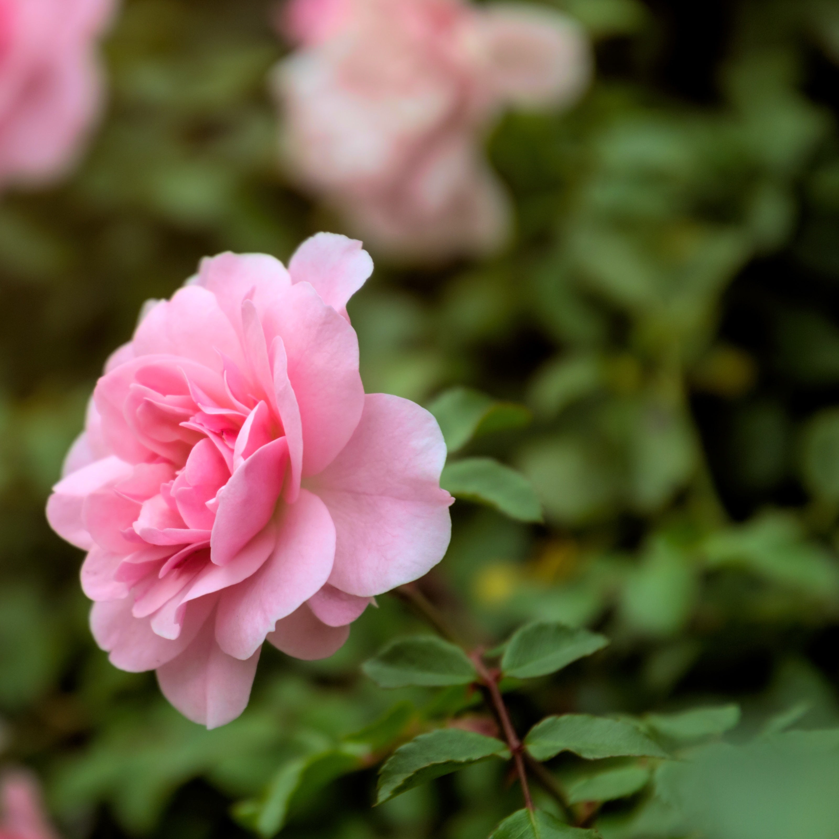 Bakker Rosier massif rosier buisson racine nue rose remontant
