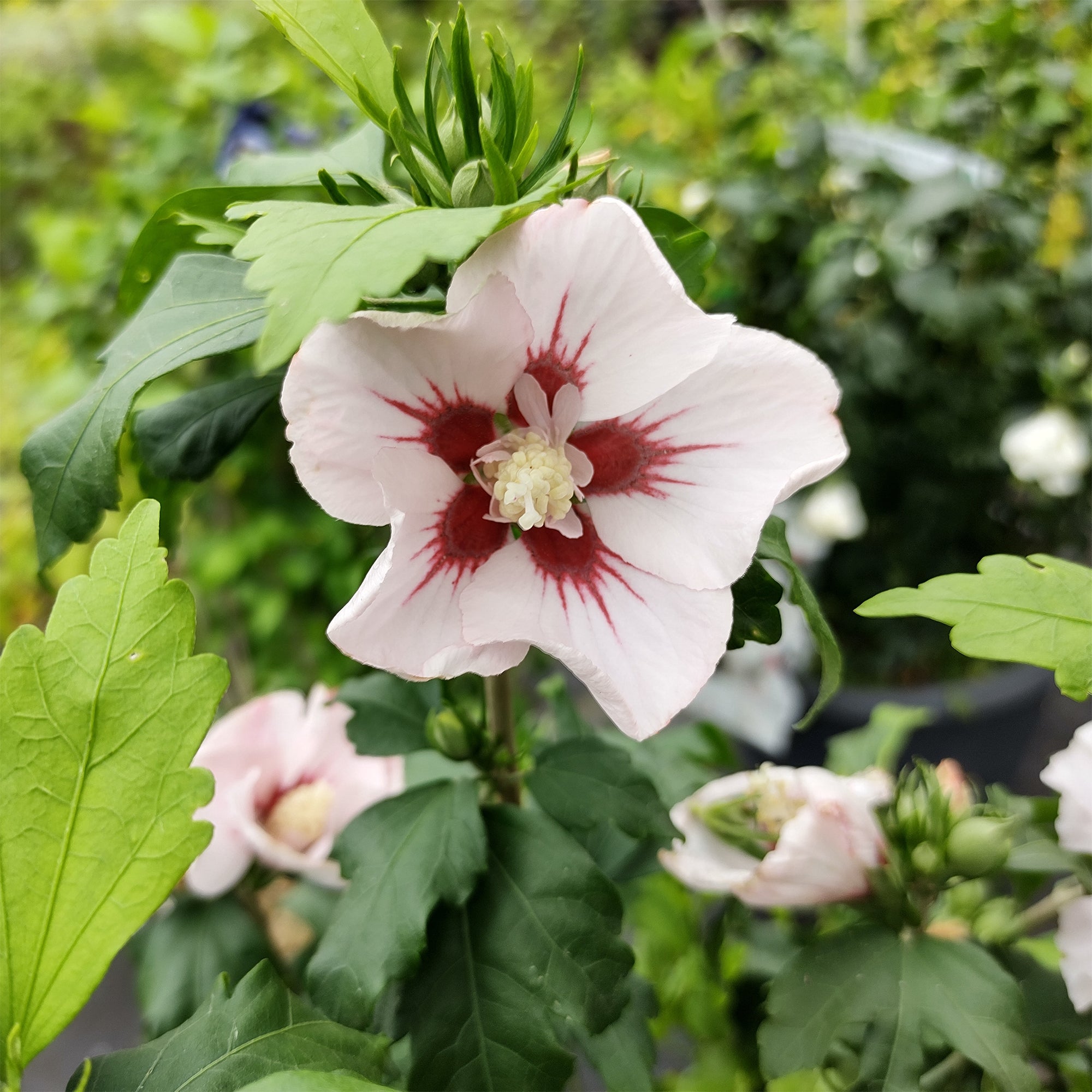 Bakker Hamabo hibiscus arbuste pot 19cm blanc rosé