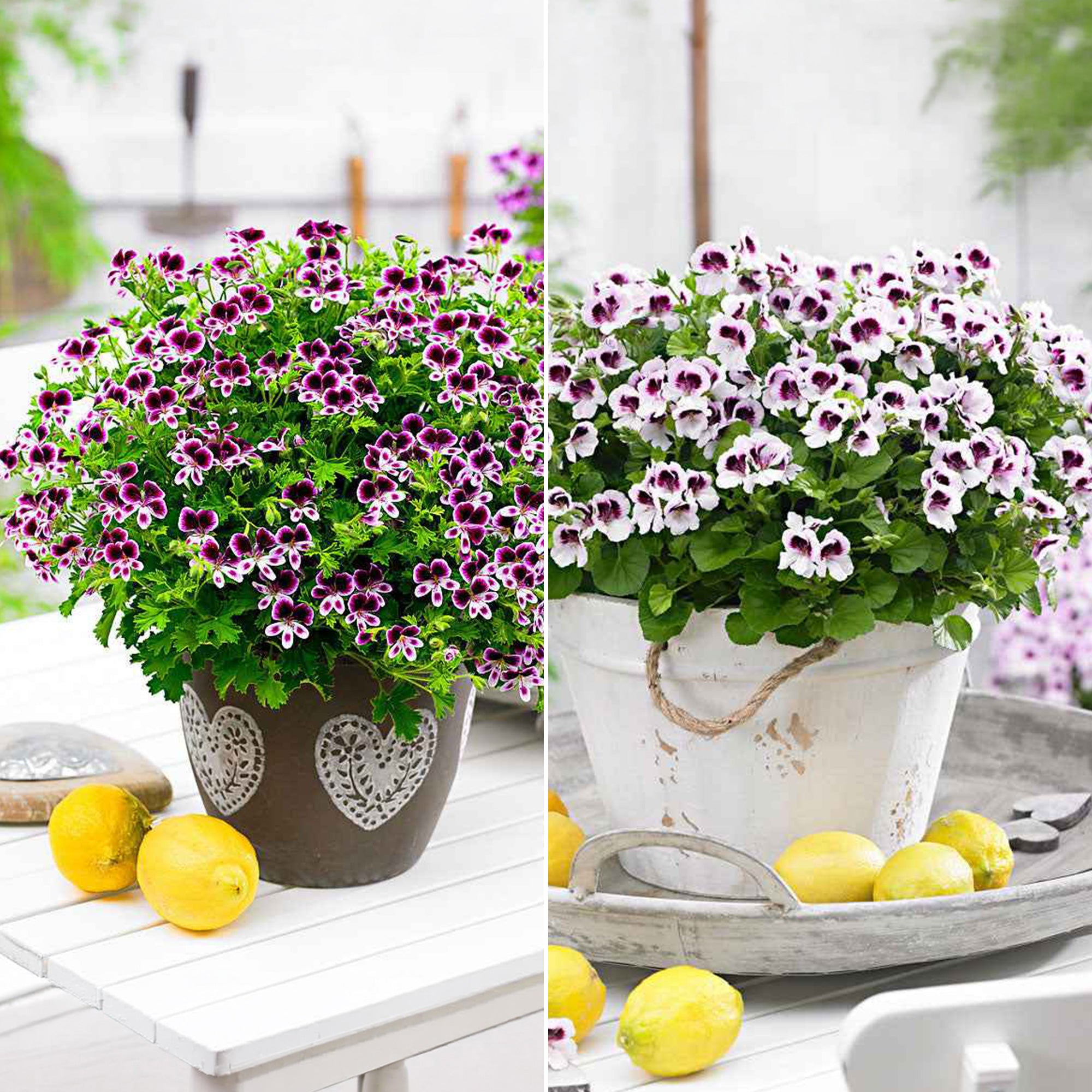 Bakker Pelargonium Mosquitaway Lizzy Eva 6 pots Ø10,5cm rose
