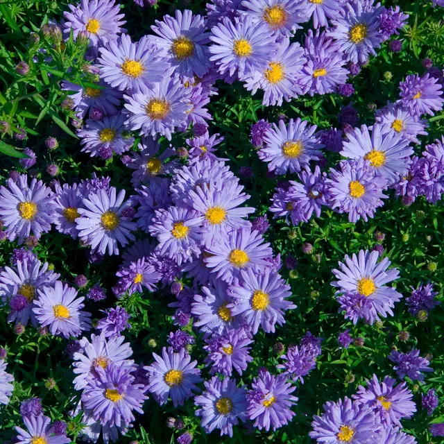 Bakker Aster Audrey vivace pot 8cm violet automne