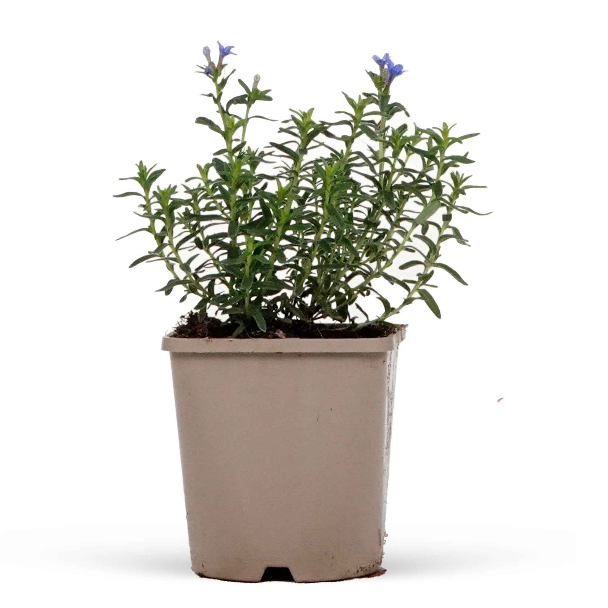 Bakker Plantes d'extérieur Grémil Heavenly Blue pot 9 cm bleu