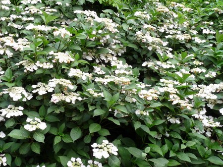 Les Hortensias du Haut Bois Hydrangea macrophylla Sandra hortensia godet