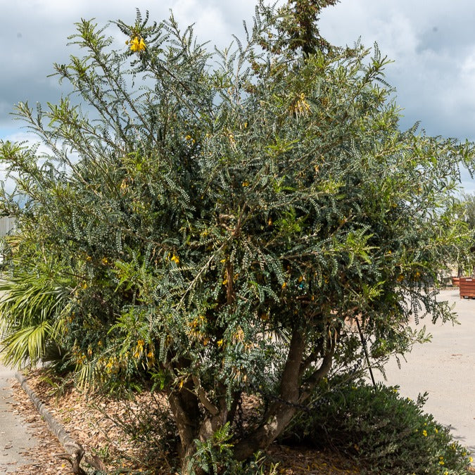 Bakker Sophora Sun King arbuste pot 3L fleurs jaunes hiver