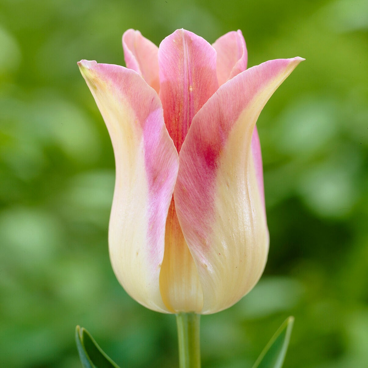 Bakker 5 Tulipes Elegant Lady bulbes fleur de lis crème