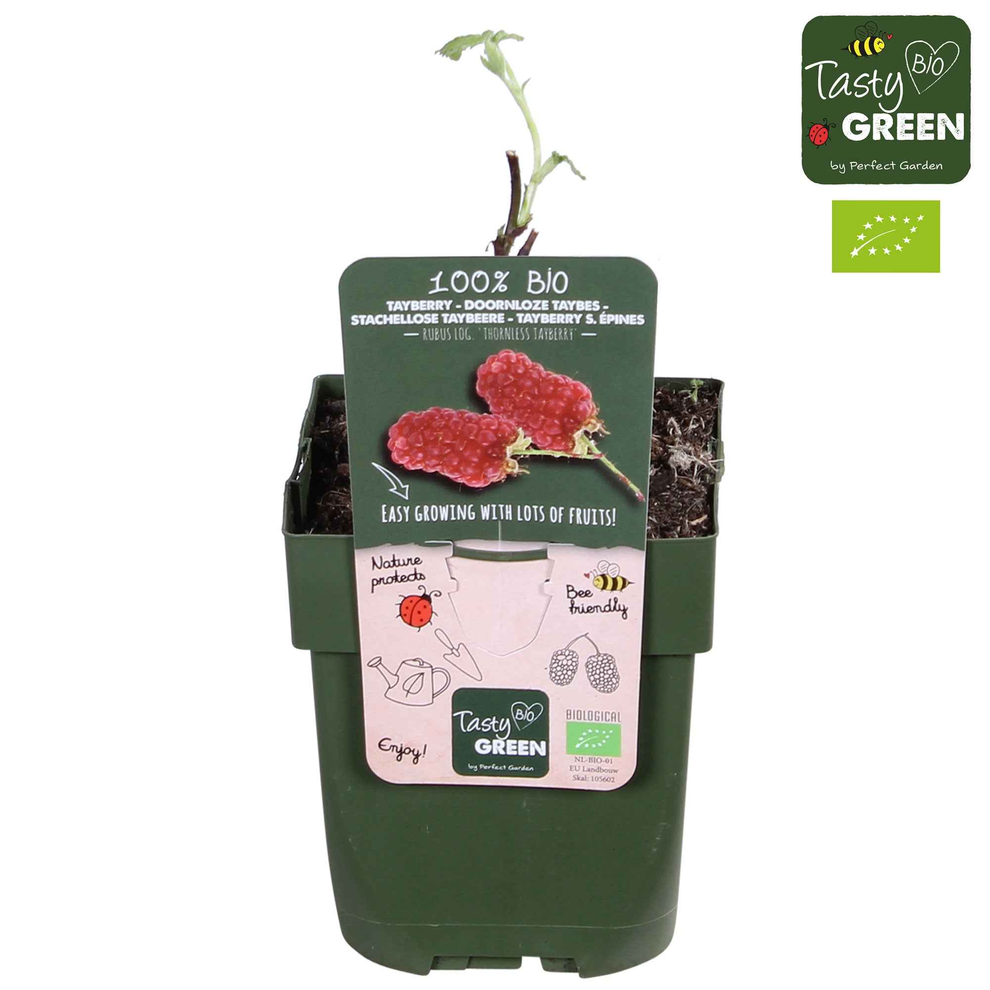 Bakker Tayberry mûre-framboise racine nue autof fertile