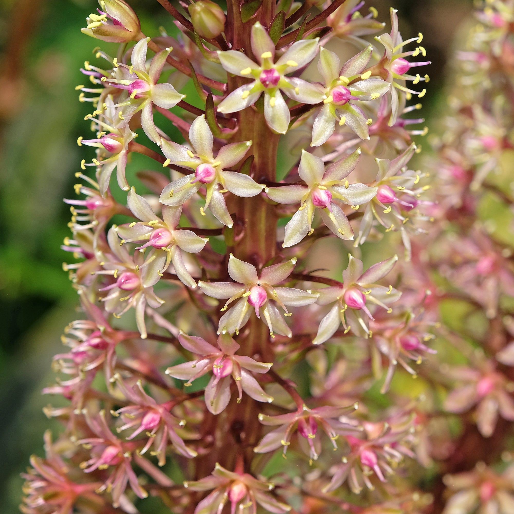 Bakker Eucomis Sparkling Burgundy bulbe 1 feuillage pourpre