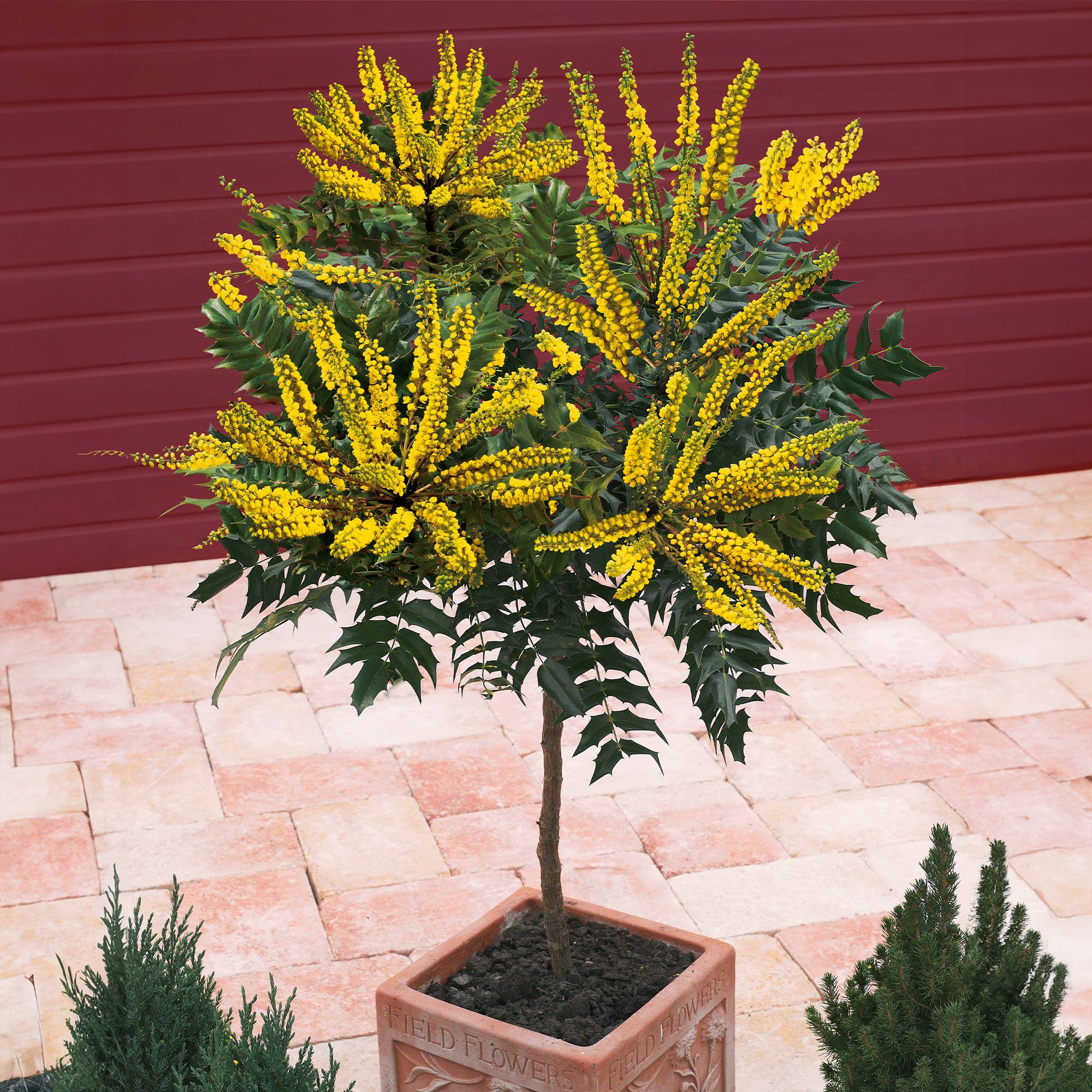 Bakker Charity Mahonia sur tige pot 3L fleurs jaunes hiver