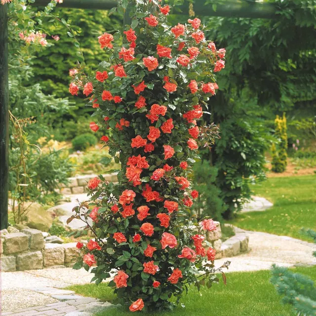 Bakker Rosiers Rosier grimpant Métanoïa racine nue orange