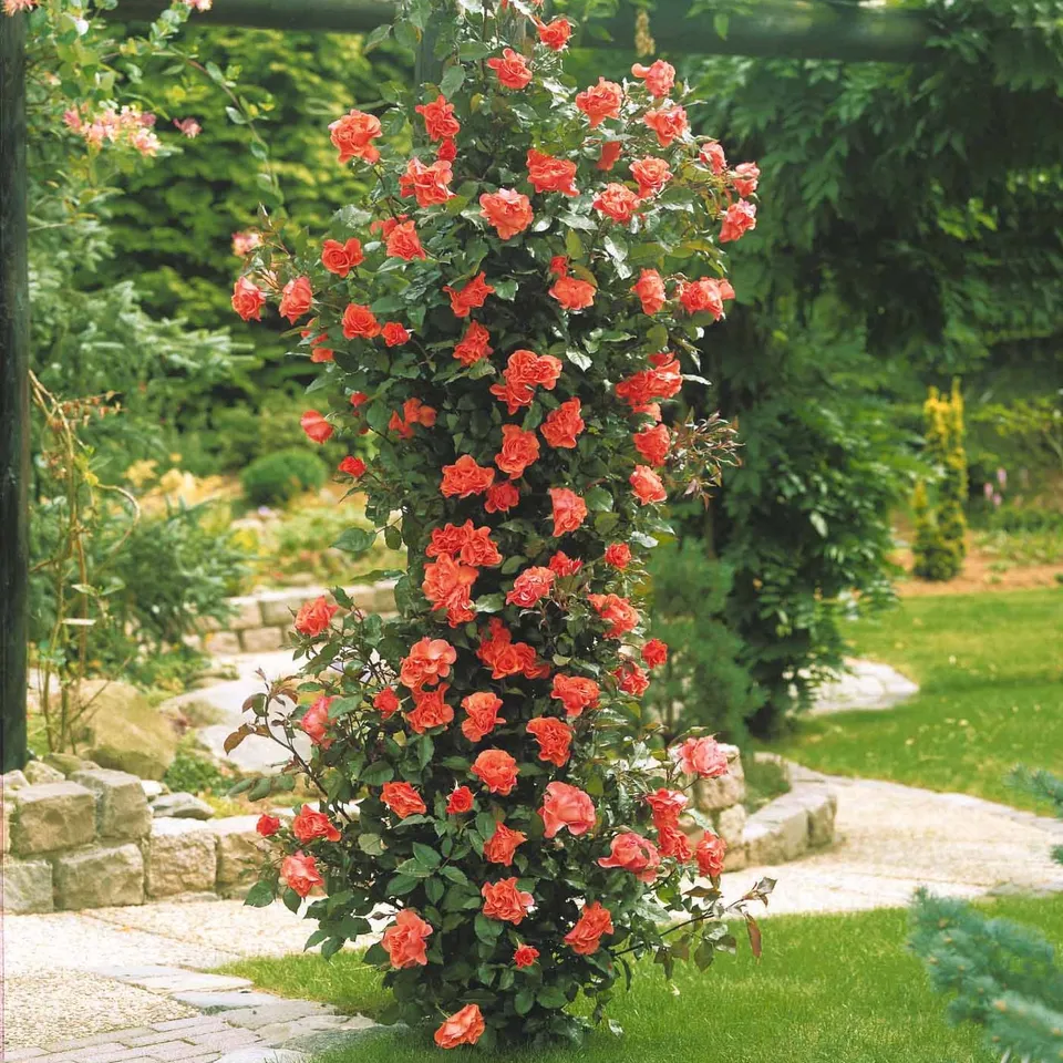 Bakker Rosiers Rosier grimpant Métanoïa racine nue orange