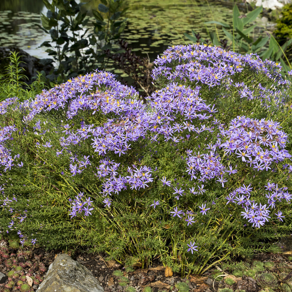 Bakker Aster sedifolius Nanus vivace pot 9cm violet automne
