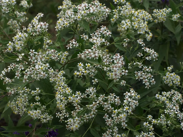 Passion Vivaces Aster Aglenii plante godet stable