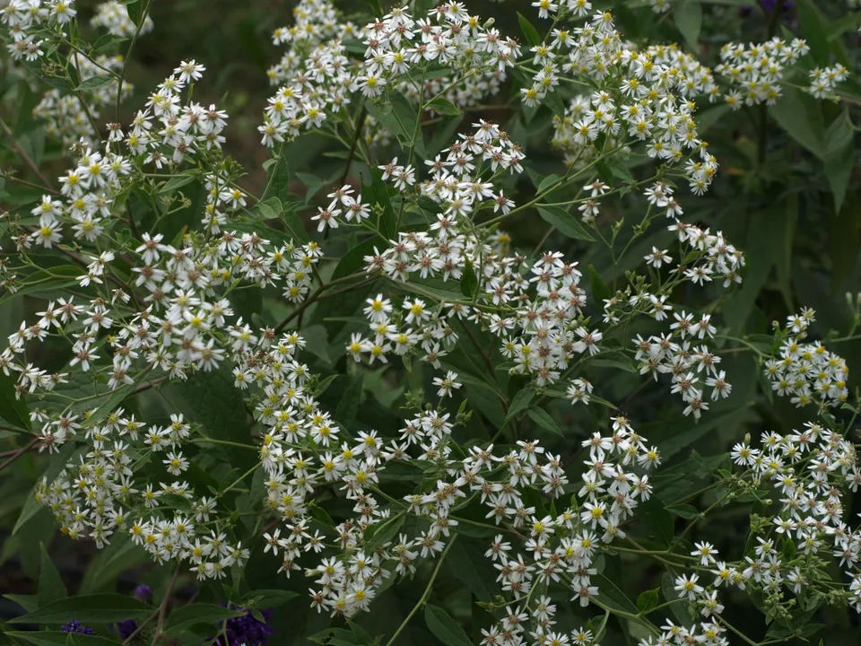 Passion Vivaces Aster Aglenii plante godet stable