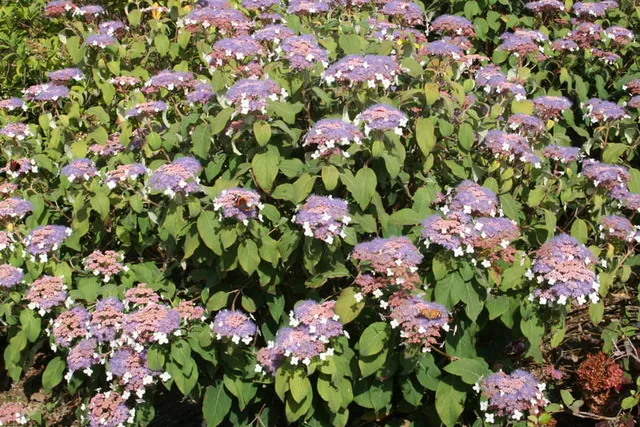 Les Hortensias du Haut Bois Hydrangea aspera Taïwan Pink hortensia rose