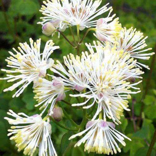 Bakker Pigamon feuilles d'Ancolie blanche vivace pot Ø9cm