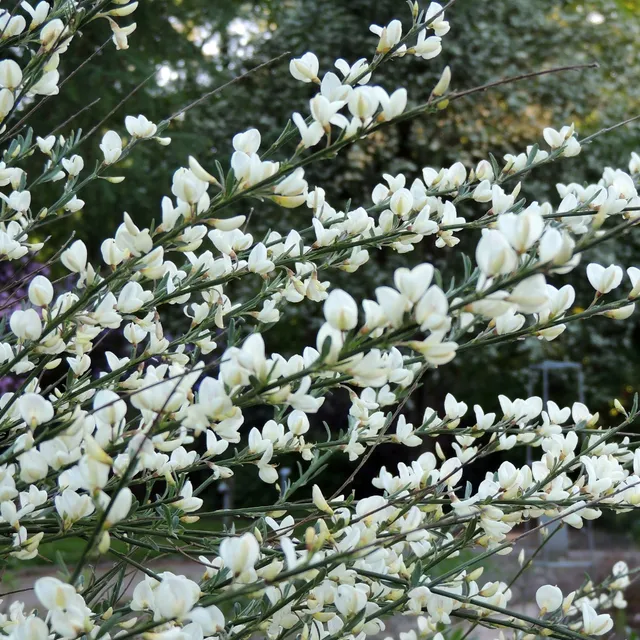 Bakker Genêt blanc Cytisus pot Ø 9cm 30-40cm floraison avril