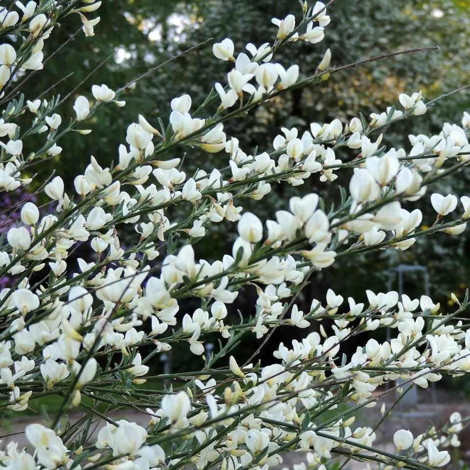Bakker Genêt blanc Cytisus pot Ø 9cm 30-40cm floraison avril