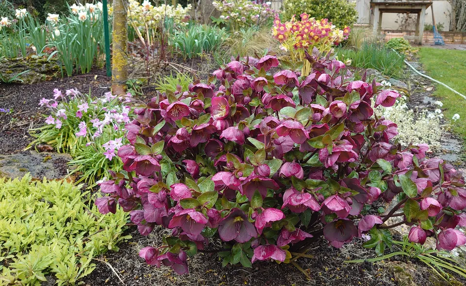 Helleborus Anna’s Red hellébore pot 2 L rouge velouté