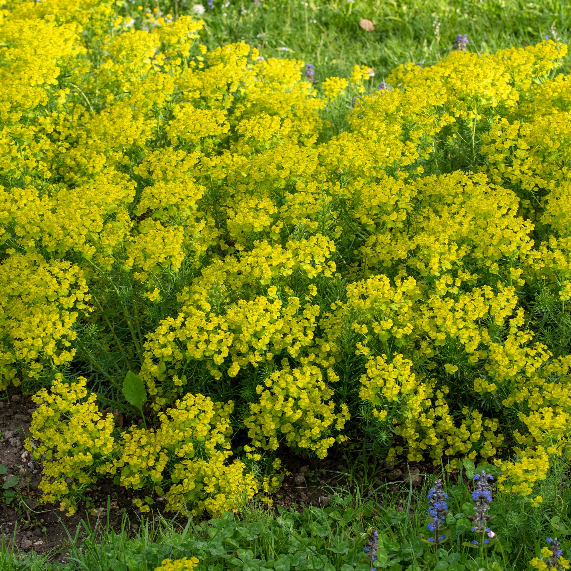 Bakker Euphorbe petit-cyprès pot 8cm jaune