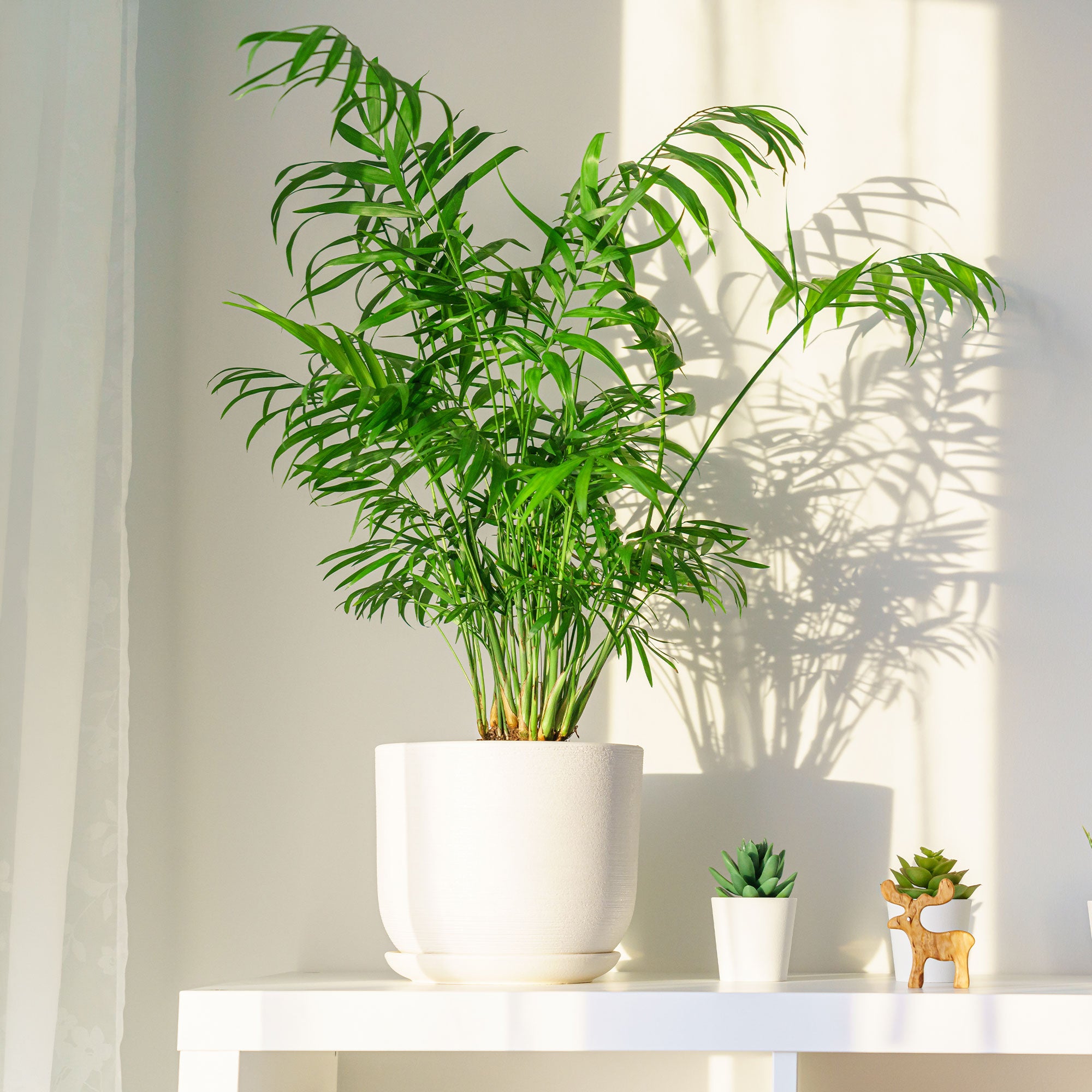 Bakker Chamaedorea palmier des montagnes pot 12cm 30cm ombre