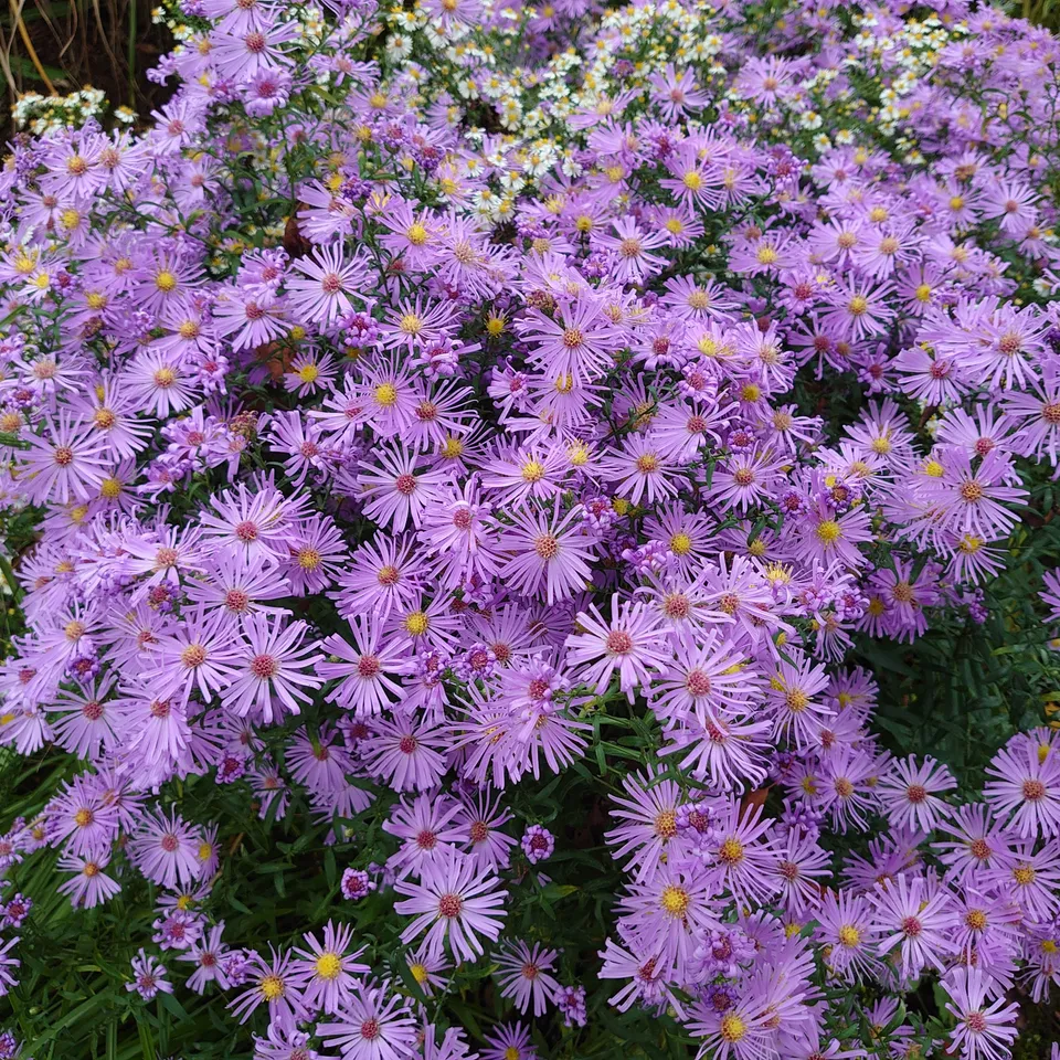 Passion Vivaces Aster Bleu de Grisy plante pot 1L bleue