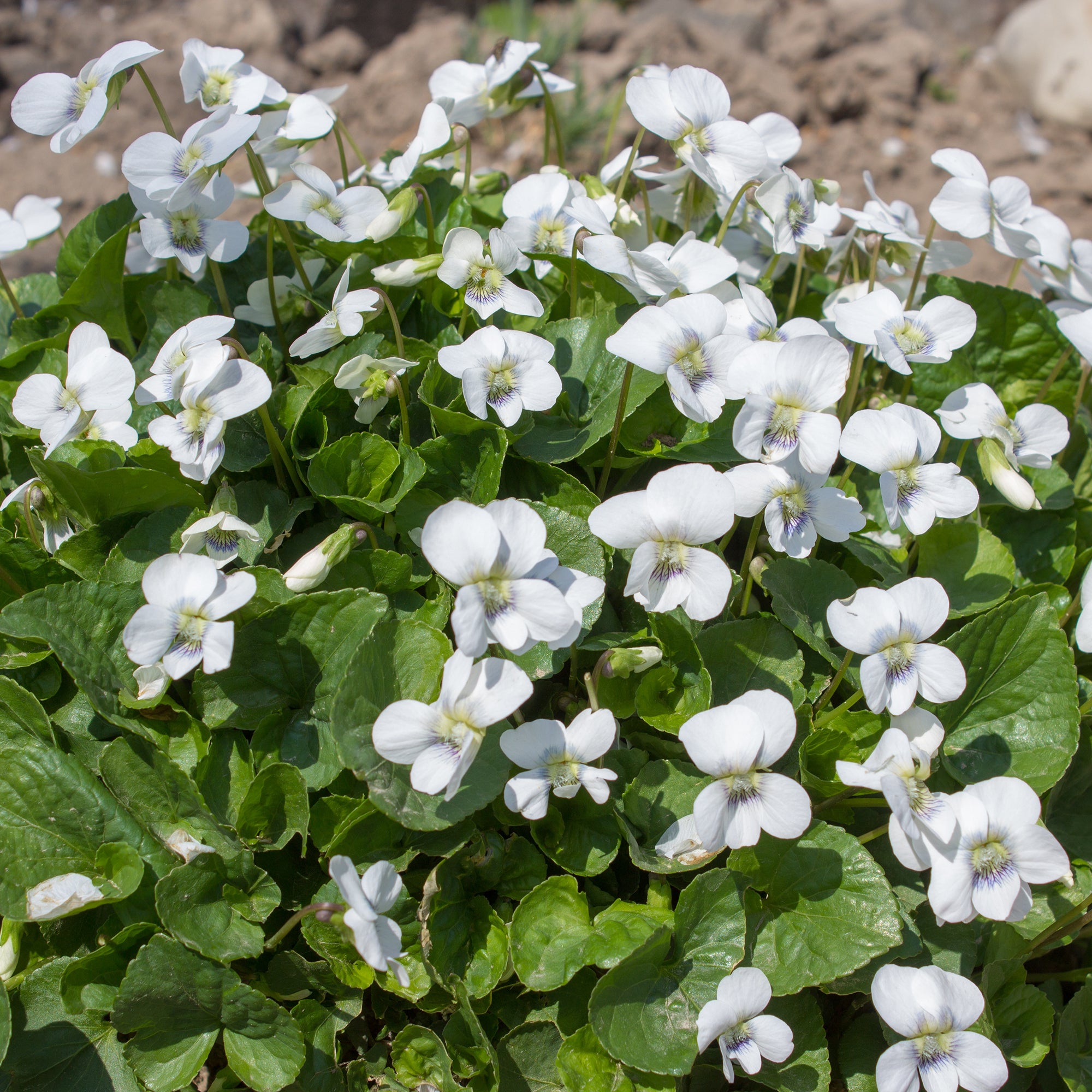 Bakker Plantes vivaces violette odorante blanche pot Ø9cm parfumée