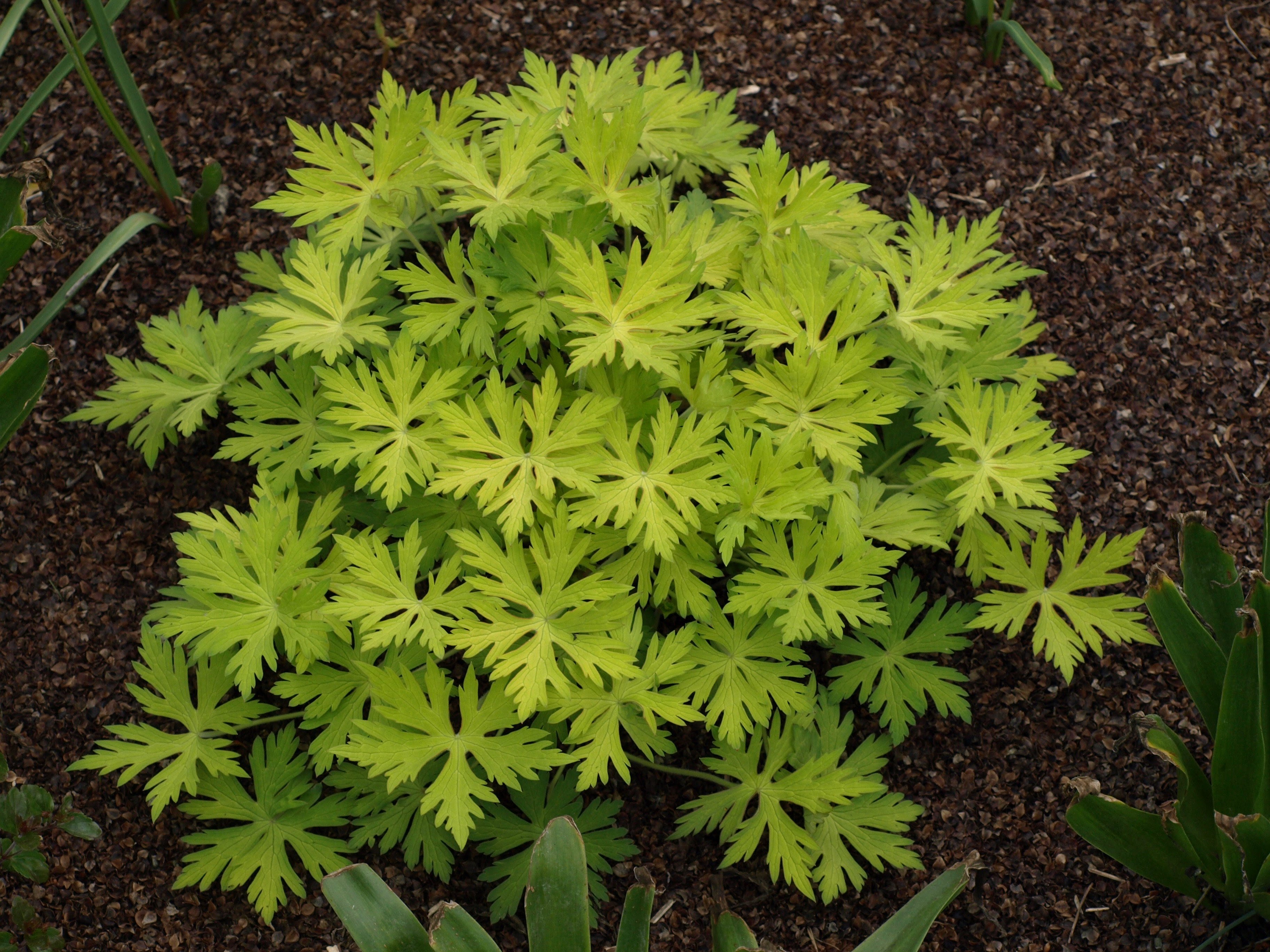 Passion Vivaces Geranium Blue Sunrise plante vivace pot 1L bleu
