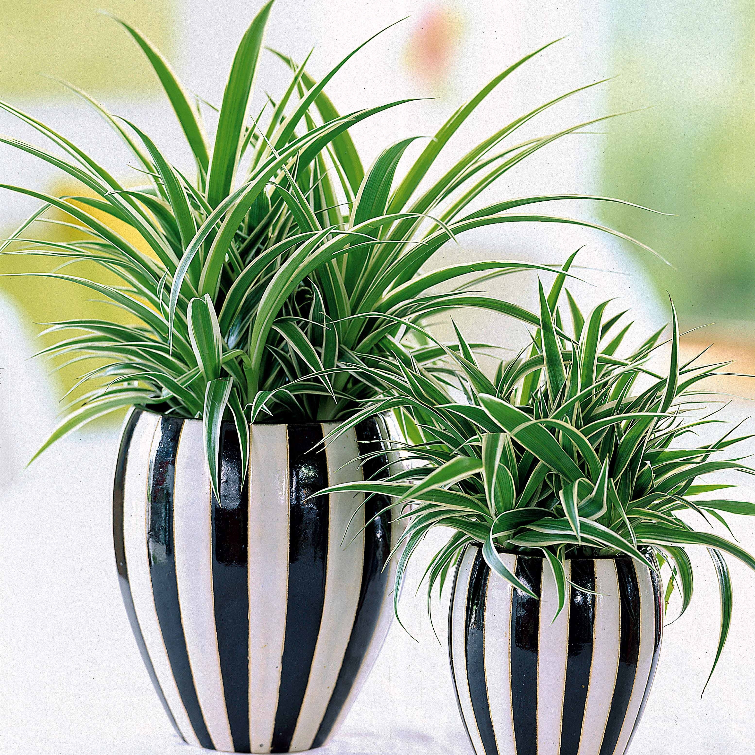 Bakker Collection 3 plantes vertes dépolluantes plante d'intérieur 3 pots