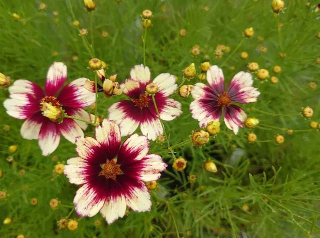 Passion Vivaces COREOPSIS verticillata Red Hot Vanilla pot 1L blanc