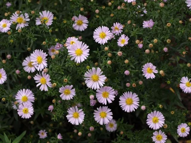 Passion Vivaces Aster Madame Pessy fleur blanche godet rosé