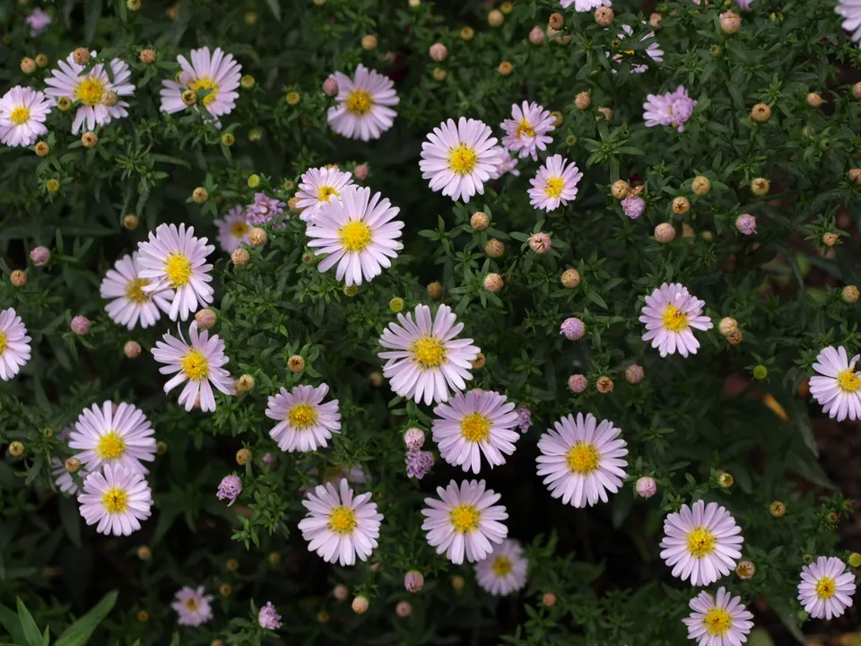 Passion Vivaces Aster Madame Pessy fleur blanche godet rosé