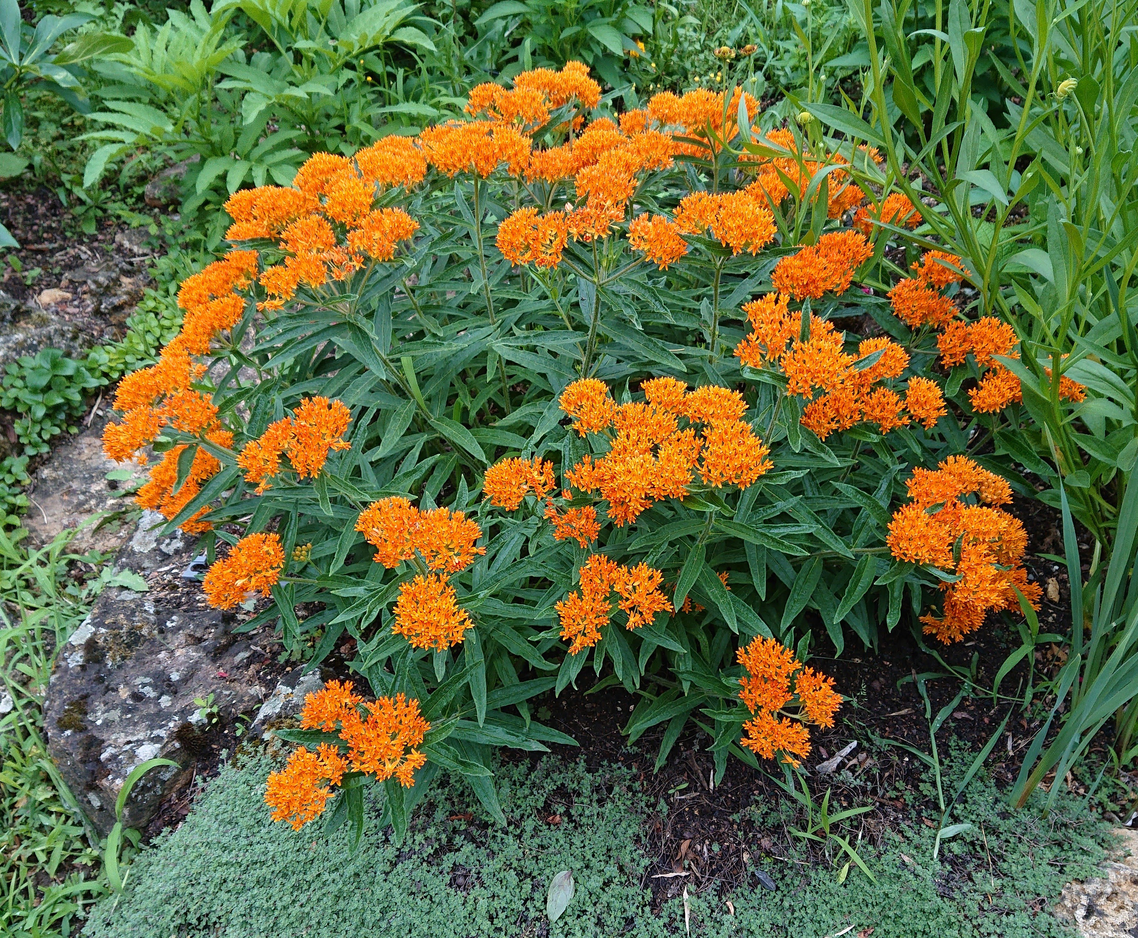 Passion Vivaces ASCLEPIAS tuberosa vivace orange pot 1 litre