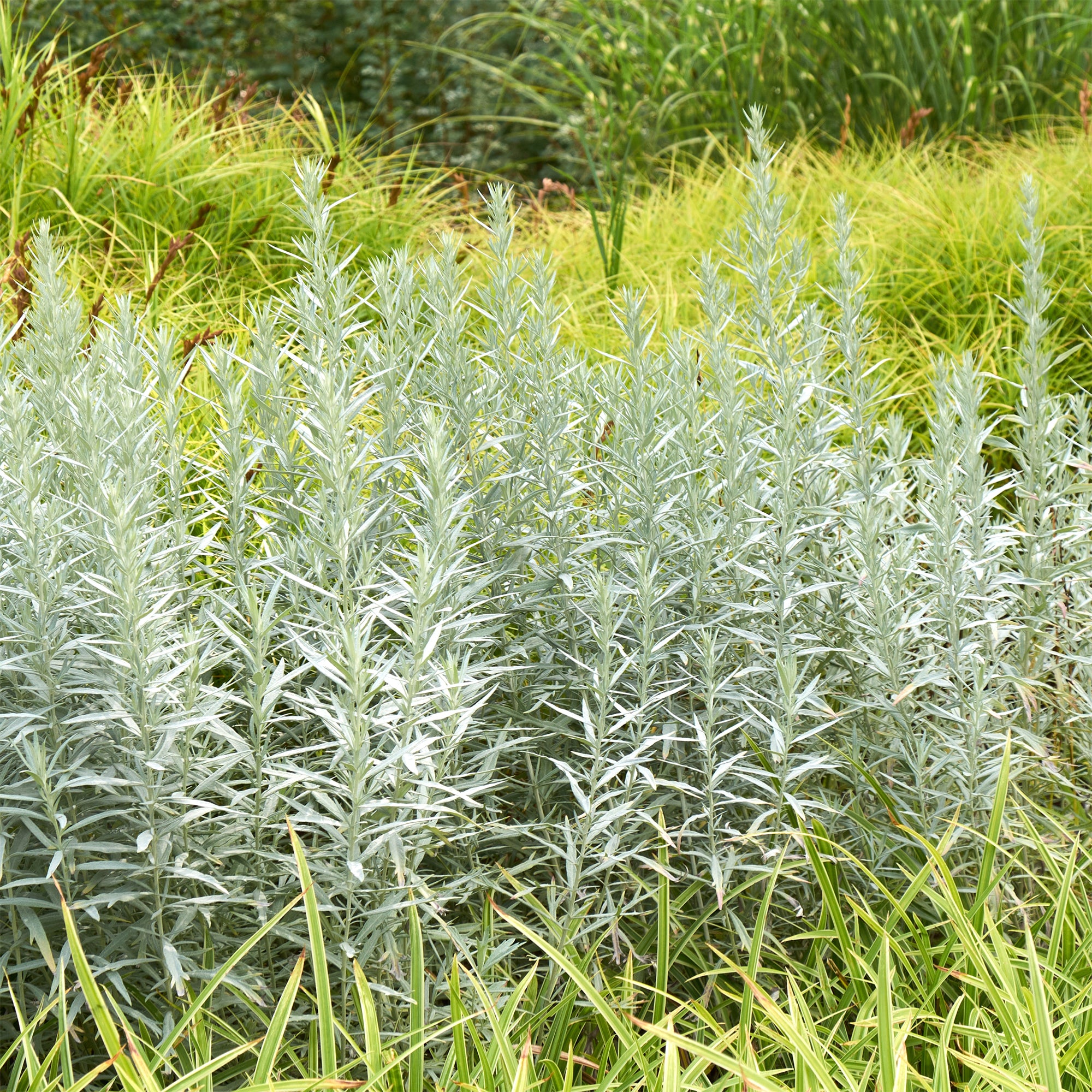 Bakker Plantes vivaces Armoise Silver Queen plante godet Ø9cm
